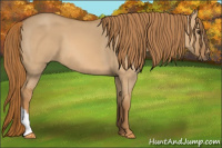 Horse Color:Red Dun 