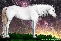 Horse Color:Chestnut Appaloosa 
