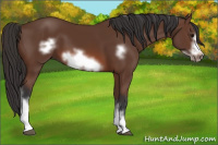 Horse Color:Bay Frame