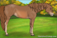 Horse Color:Chestnut Frame