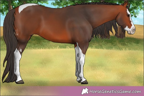 Horse Color:Bay Splash Tobiano 
