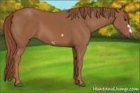 Horse Color:Chestnut Frame
