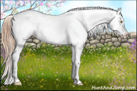 Horse Color:Gold Champagne Appaloosa 