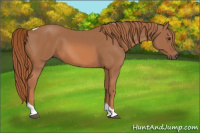 Horse Color:Chestnut Tobiano 