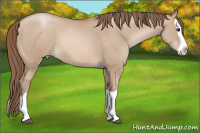 Horse Color:Grullo Pearl Splash 