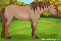 Horse Color:Red Dun 