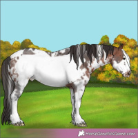 Horse Color:White Spotted Bay Sabino Frame