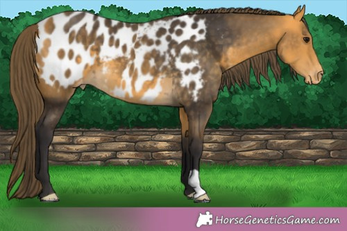 Horse Color:Buckskin Blanket 