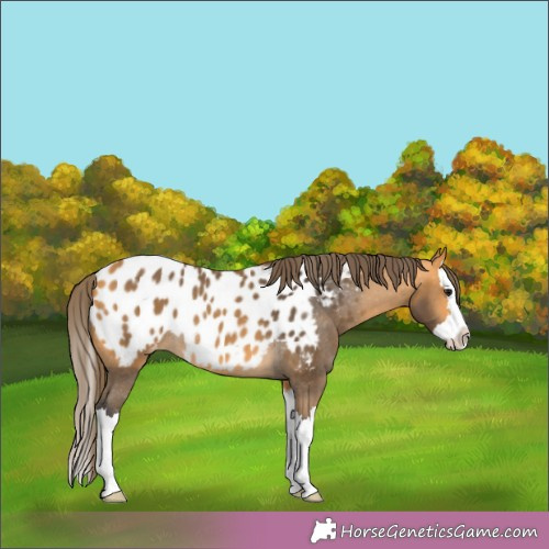 Horse Color:Buckskin Splash Blanket Rabicano 