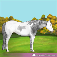 Horse Color:Black Splash Tobiano 