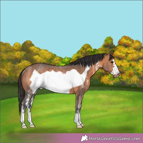 Horse Color: Brown Sabino Frame Rabicano 