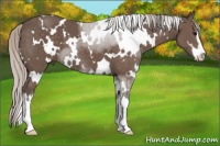 Horse Color:White Spotted Silver Black Sabino 