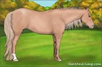 Horse Color:Gold Champagne 