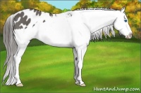 Horse Color:Grullo Splash Appaloosa 