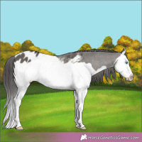 Horse Color:Grullo Splash Blanket 