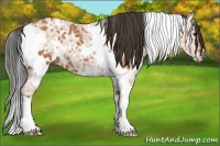 Horse Color:White Spotted Bay Ice 