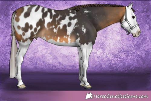 Horse Color:Buckskin Splash Blanket 