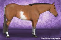 Horse Color:White Spotted Bay 