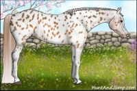 Horse Color:Buckskin Blanket 