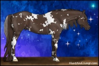 Horse Color:White Spotted Liver Chestnut