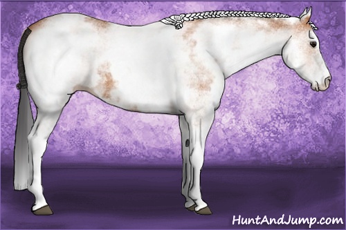 Horse Color: White Spotted Bay 
