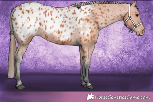 Horse Color:Bay Blanket 