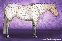Horse Color:Bay Appaloosa 