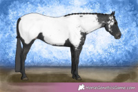 Horse Color:Black Snowcap 