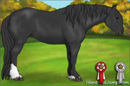 Horse Color: Black Tobiano Rabicano 
