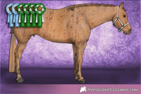 Horse Color:Bay Appaloosa  Brindle
