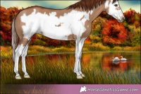 Horse Color:Red Dun Splash Frame