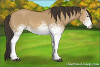 Horse Color:White Spotted Buckskin Dun 