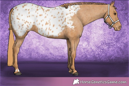 Horse Color:Chestnut Blanket 