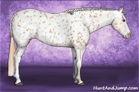 Horse Color:Chestnut Appaloosa 