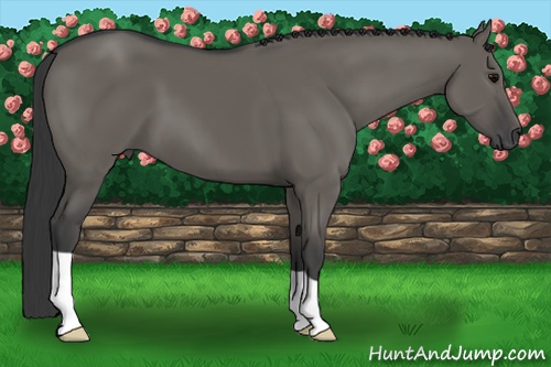 Horse Color: Grullo 