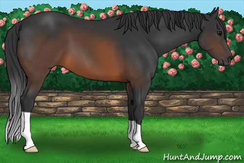 Horse Color: Brown 