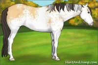 Horse Color:White Spotted Buckskin Dun 