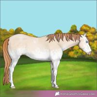 Horse Color:White Spotted Buckskin Pearl Dun 