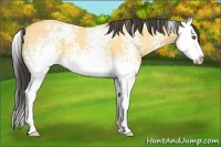 Horse Color:White Spotted Buckskin Dun Splash 
