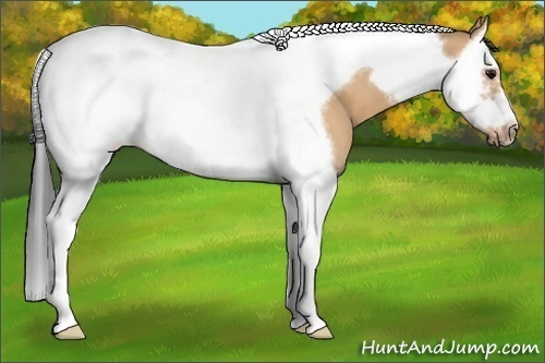 Horse Color: Bay Dun Splash Tobiano Frame 