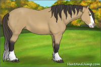 Horse Color:Buckskin Splash 
