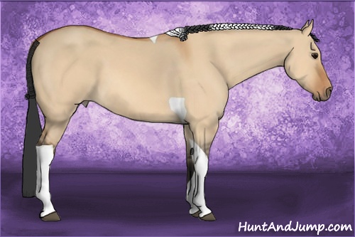 Horse Color: Bay Dun Tobiano 
