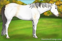 Horse Color:White Spotted Buckskin Dun 
