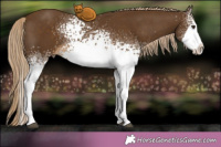 Horse Color:White Spotted Chocolate Palomino Splash