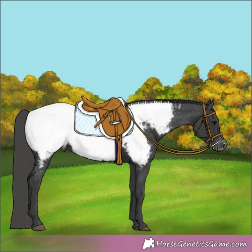 Horse Color:Black Snowcap Rabicano 