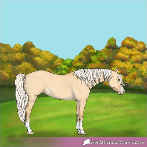 Horse Color:Silver Amber Cream Champagne Dun 