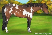 Horse Color:White Spotted Brown 