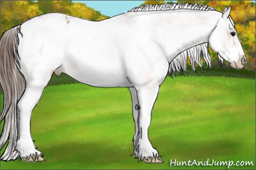 Horse Color: White Spotted Brown Frame Varnish Rabicano 