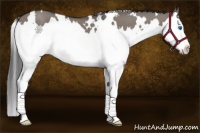 Horse Color:White Spotted Grullo Splash 