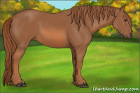 Horse Color:Chestnut Rabicano 